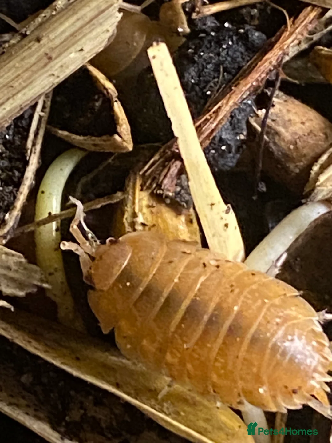 Isopods invertebrates for sale: Orange isopods, Porcelio Laevis,  Clean Up Crew - Advert 2