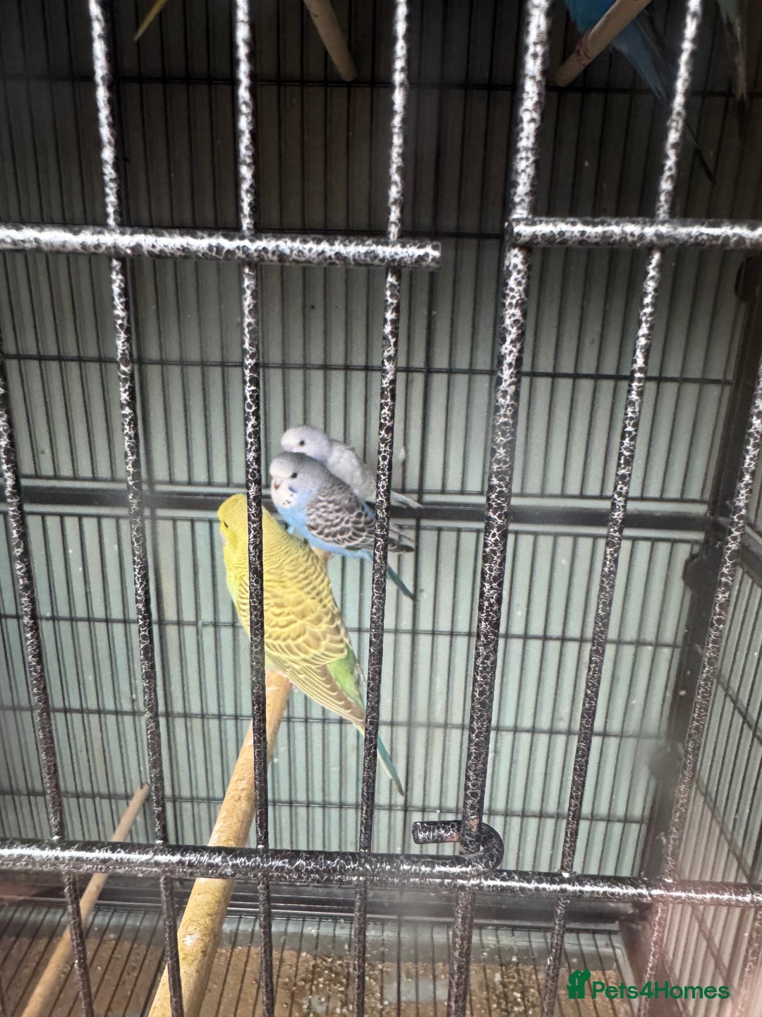 Budgerigars birds for sale: Baby budgies for sale - Advert 6