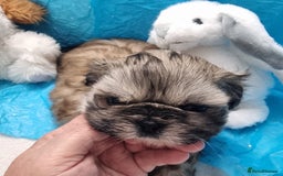 Shih Tzu dogs for sale: Kc stunning small imperial baby boy/girl - Image 12