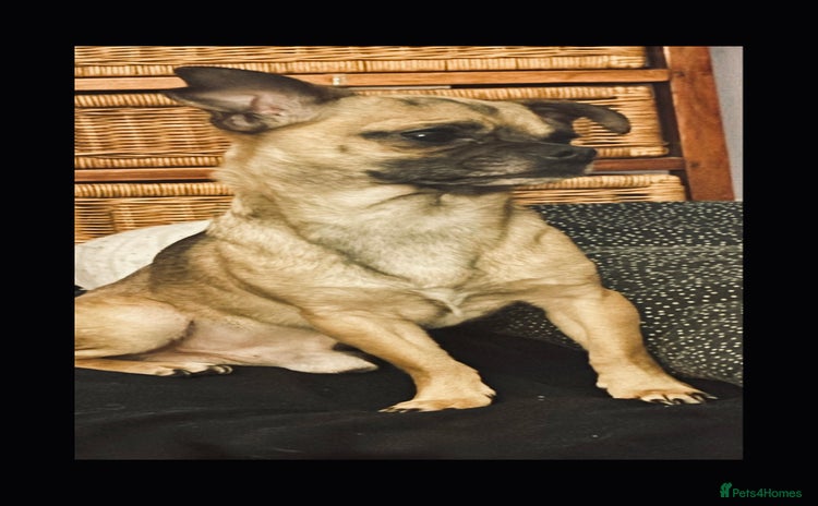 Chug dogs - Advert 6