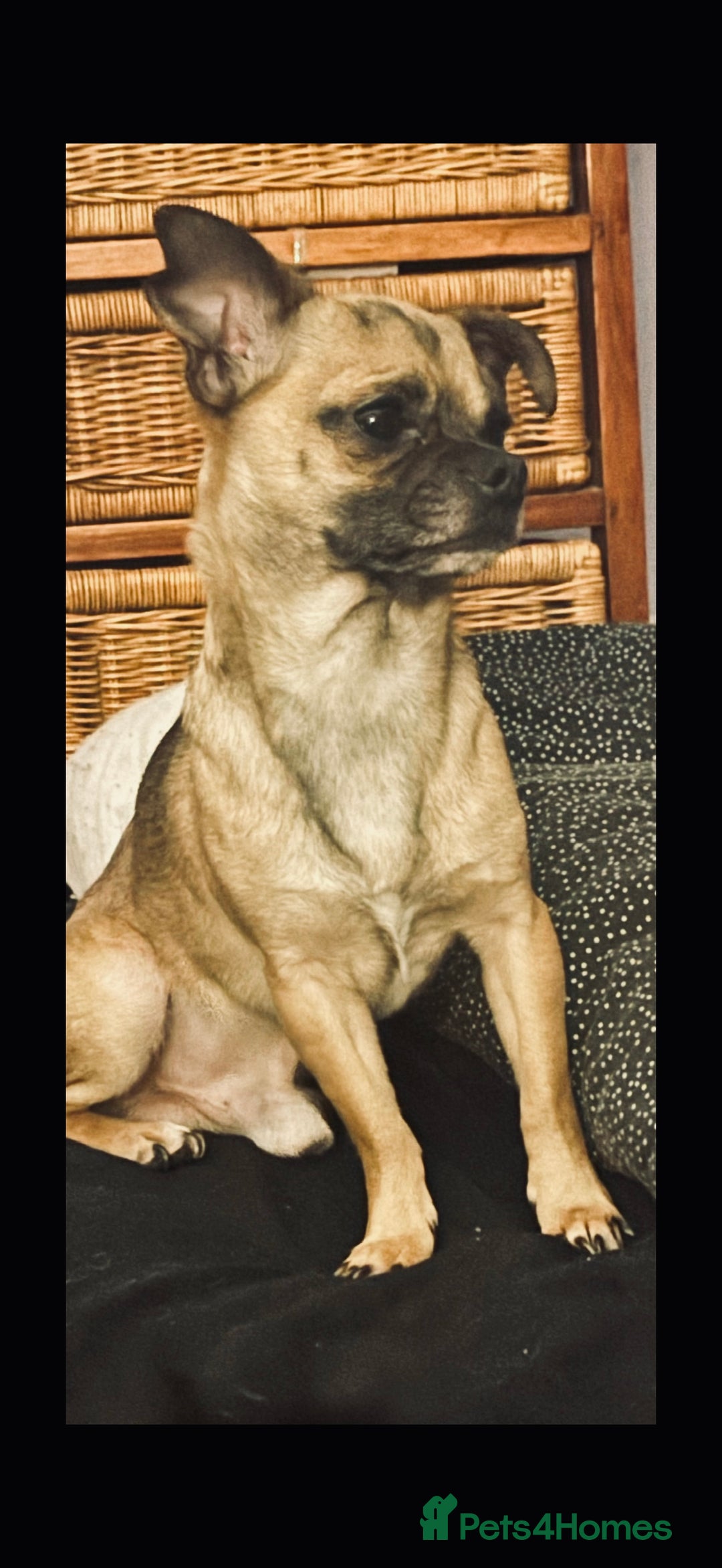 Chug dogs for stud: Handsome boy for stud - Image 1