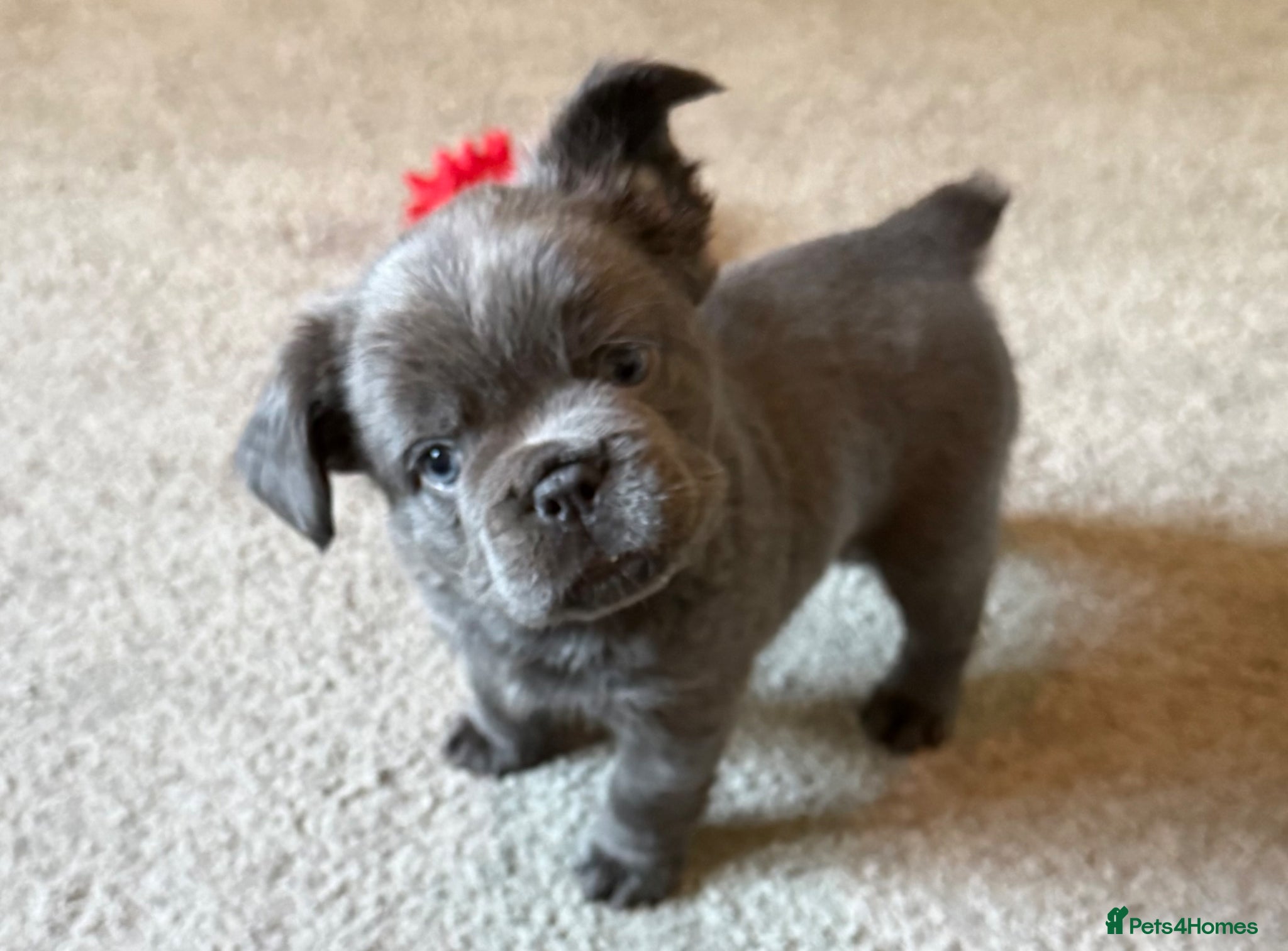 French Bulldog dogs Solid blue fluffy & Blue&white french bulldog pups - Advert 1