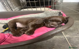 Labrador Retriever dogs for sale: Chocolate lab pup  - Image 4