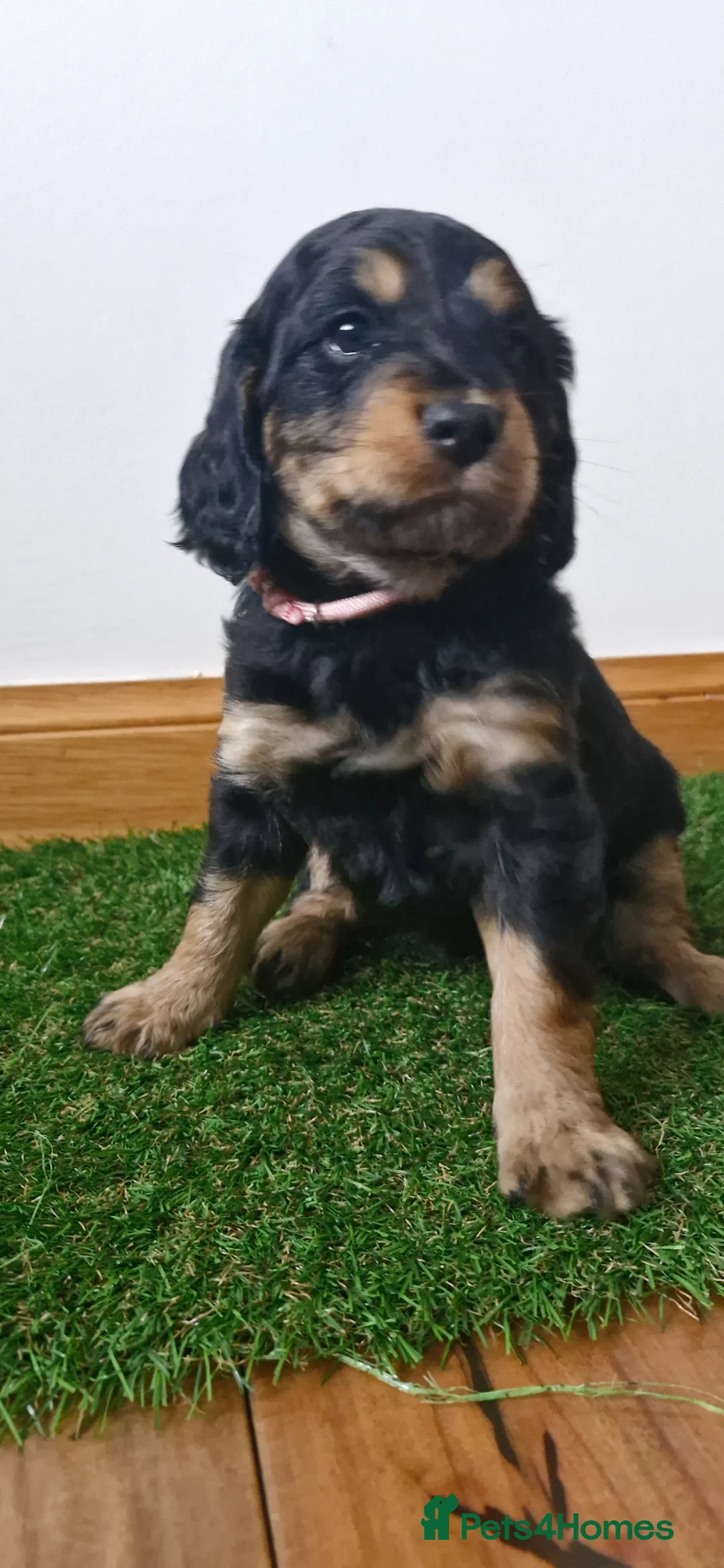 Cavapoo dogs for sale: ✨ Exceptional Cavapoo Puppies ✨ - Advert 1