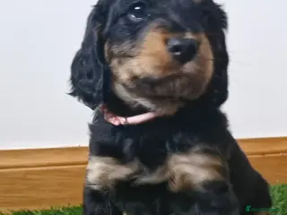 Cavapoo dogs β¨ Exceptional Cavapoo Puppies β¨ - Advert 2