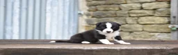 Border Collie dogs for sale: ISDS registered pups from amazing lines - Advert 18