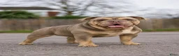 English Bulldog dogs for sale: Beautiful English Bulldog Puppies in Birmingham - Advert 6