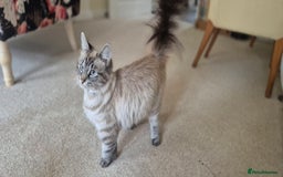 Mixed Breed cats for sale: 2 black male, 1 female white and brown female - Image 8