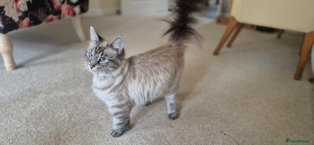 Mixed Breed cats for sale: 2 black male, 1 female white and brown female - Image 8