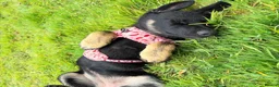 German Shepherd dogs for sale: Trainer owned - Stable, Confident Puppy - Advert 3