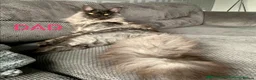 Maine Coon cats for sale: OUTSTANDING SHOW QUALITY MAINE COON KITTENS  - Advert 19