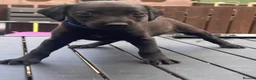 Mixed Breed dogs for sale: Beautiful F1 Bedlington Whippet  in Bradford - Advert 9