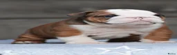 English Bulldog dogs for sale: 2 females from INW GRCH Bonnie.  - Advert 20