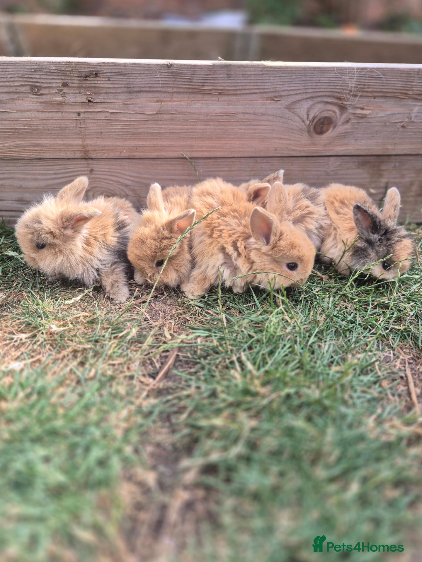 Mixed Breed rabbits READY NOW - KITS - Advert 13