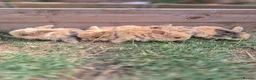 Mixed Breed rabbits for sale: READY NOW - KITS - Advert 1