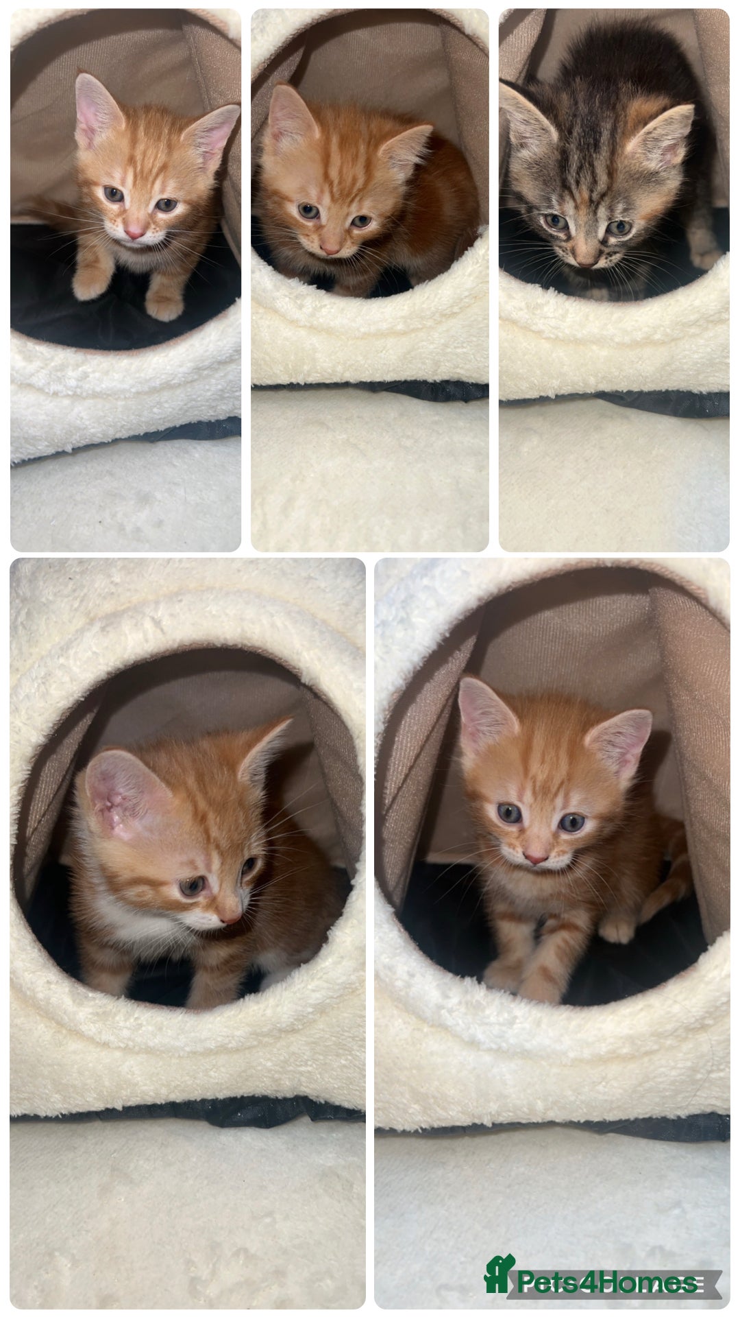 British Shorthair cats kittens - Advert 2