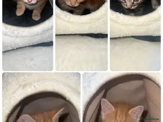British Shorthair cats kittens - Advert 2
