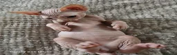 Sphynx cats for sale: Sphynx  in Southampton - Advert 6