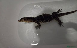 Monitor reptiles for sale: Asian water monitor  - Image 1