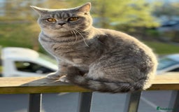 British Shorthair cats for sale: Beautiful BSH Cats Brother and Sister  - Image 4