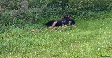 German Shepherd dogs - Advert 4