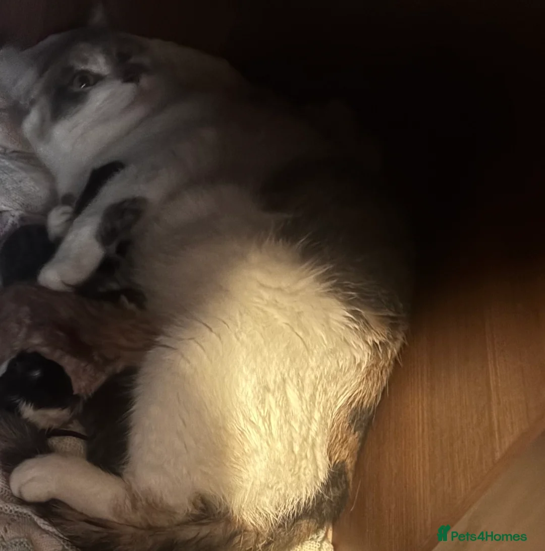 Mixed Breed cats for sale: Girl kitten in Royston - Advert 2