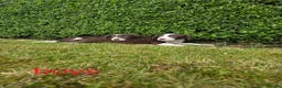 Sprollie dogs for sale: Sprollie  - Advert 7