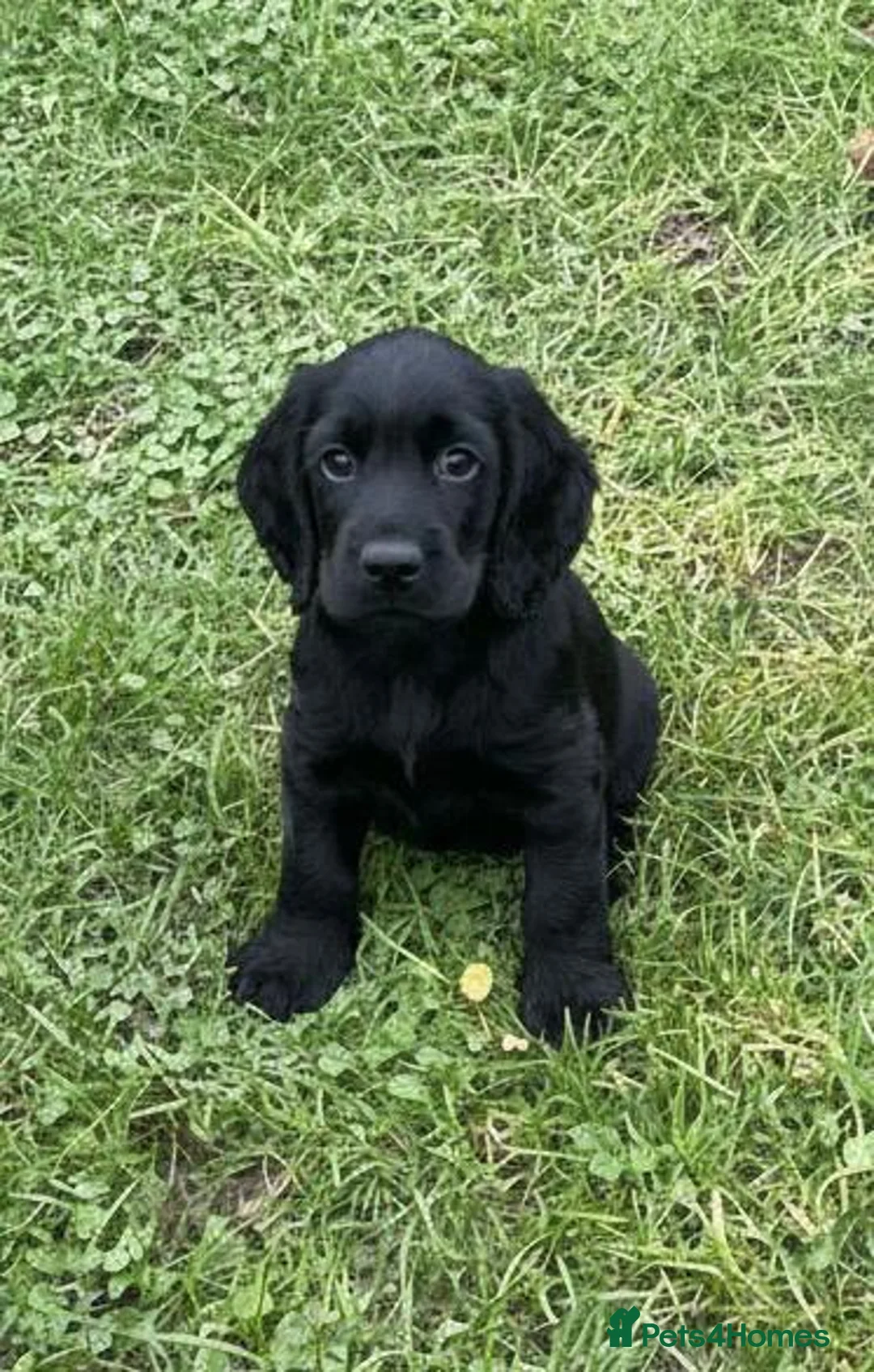 Cocker Spaniel dogs for sale: Cocker Spaniel Puppies - Advert 6