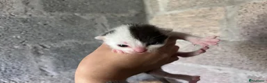 Kitten 3