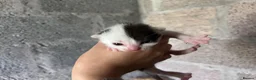 Domestic Shorthair cats for sale: Kittens - Newborn black and white - Advert 6