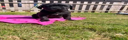 Cane Corso dogs for sale: Cane Corso puppy’s  - Advert 2