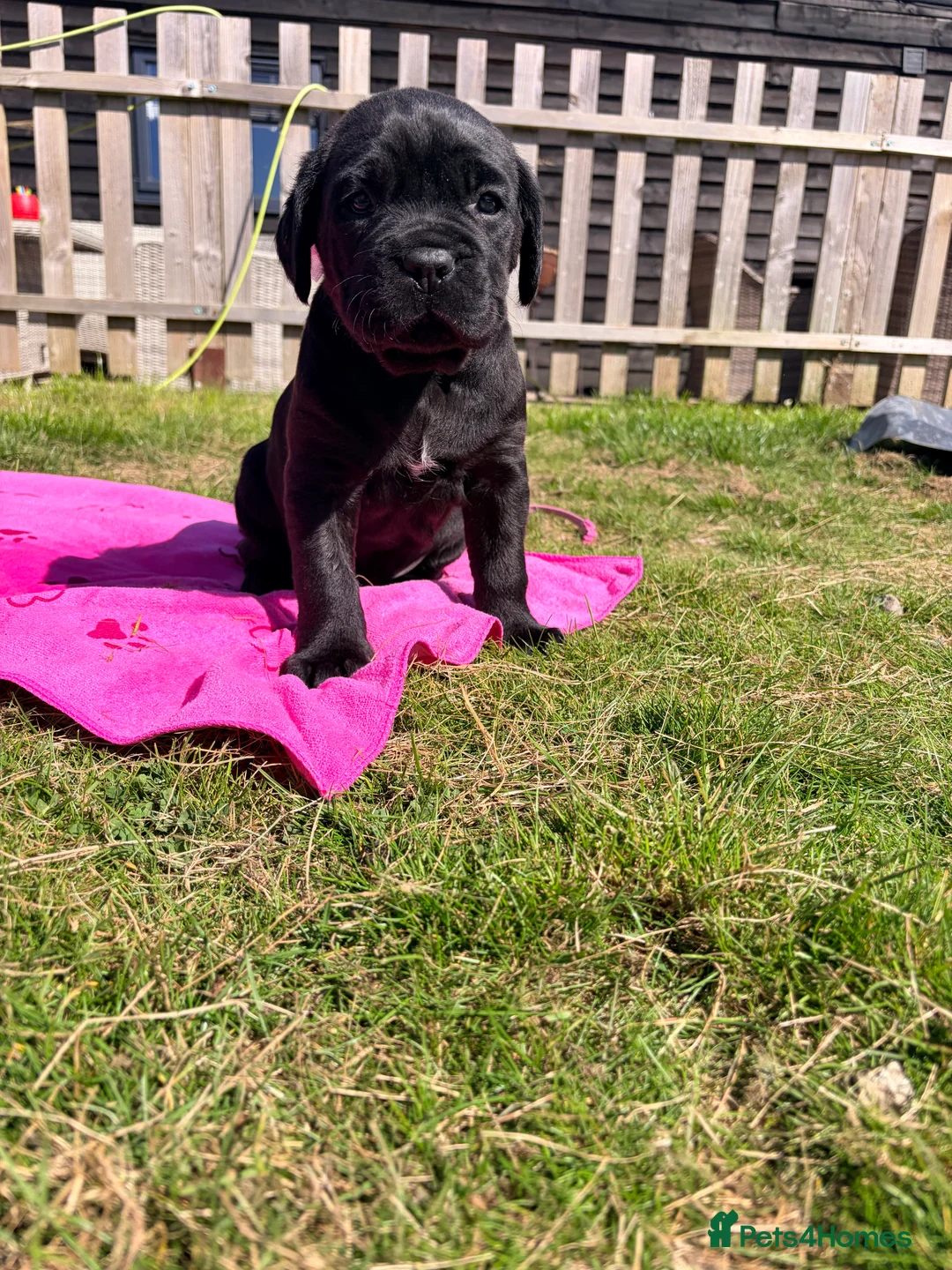 Cane Corso dogs for sale: Cane Corso puppy’s  - Advert 2