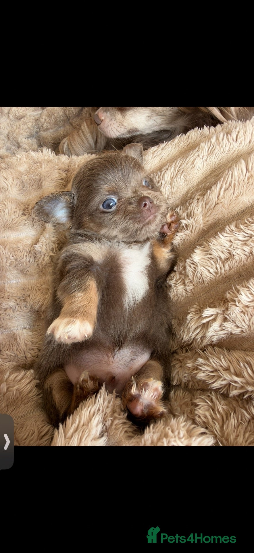 Chihuahua dogs Beautiful Longhair Chihuahuas  - Advert 2