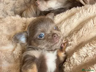 Chihuahua dogs Beautiful Longhair Chihuahuas - Advert 2