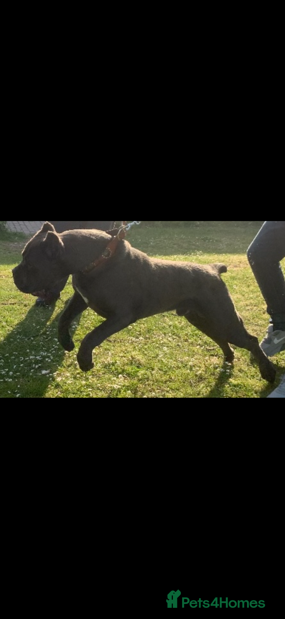 Cane Corso dogs INTERNATIONAL CHAMPION BLOODLINE PUPPIES  - Advert 14