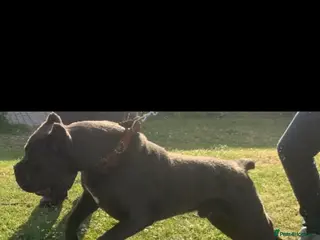 Cane Corso dogs INTERNATIONAL CHAMPION BLOODLINE PUPPIES - Advert 19