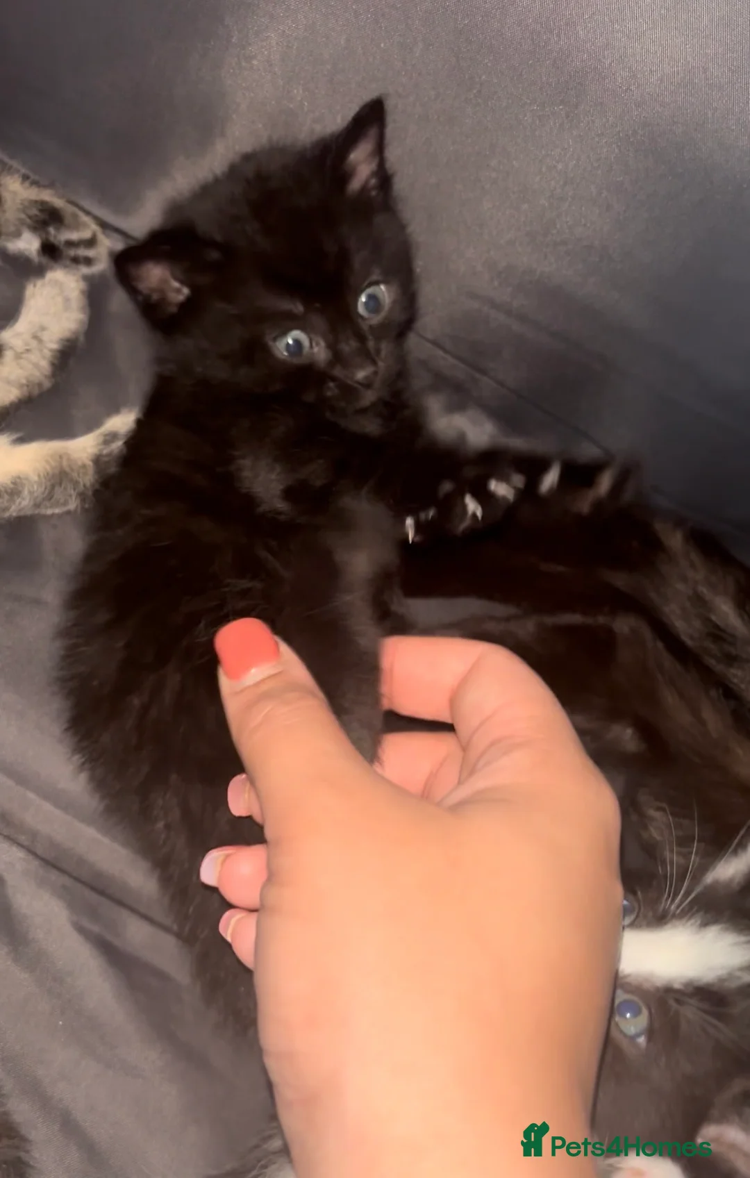 Mixed Breed cats for sale: Beautiful kittens ready forever home  in Birmingham - Advert 7