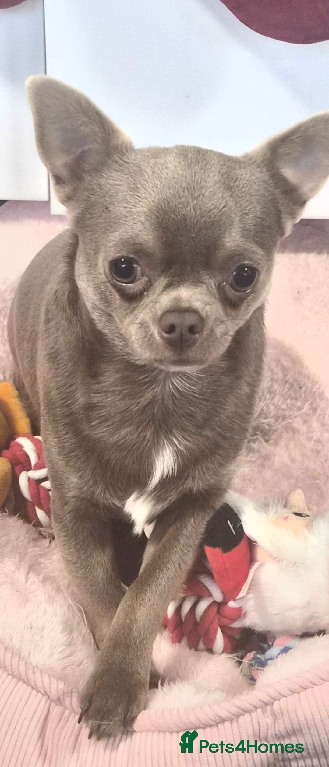 Chihuahua dogs Male chihuahua 1 year old - Advert 1