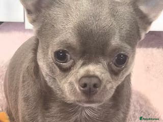 Chihuahua dogs Male chihuahua 1 year old - Advert 1