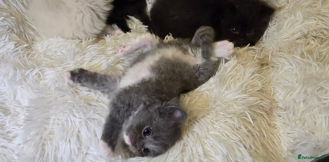 Persian cats for sale: Stunning Persians  - Image 8