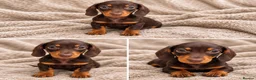 Dachshund dogs for sale: Dachshund Boy Puppies Ready Now - Advert 2