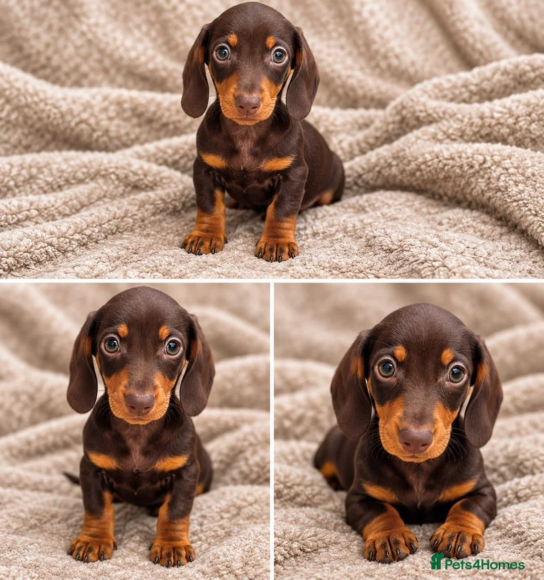 Dachshund dogs for sale: Dachshund Boy Puppies Ready Now - Advert 2