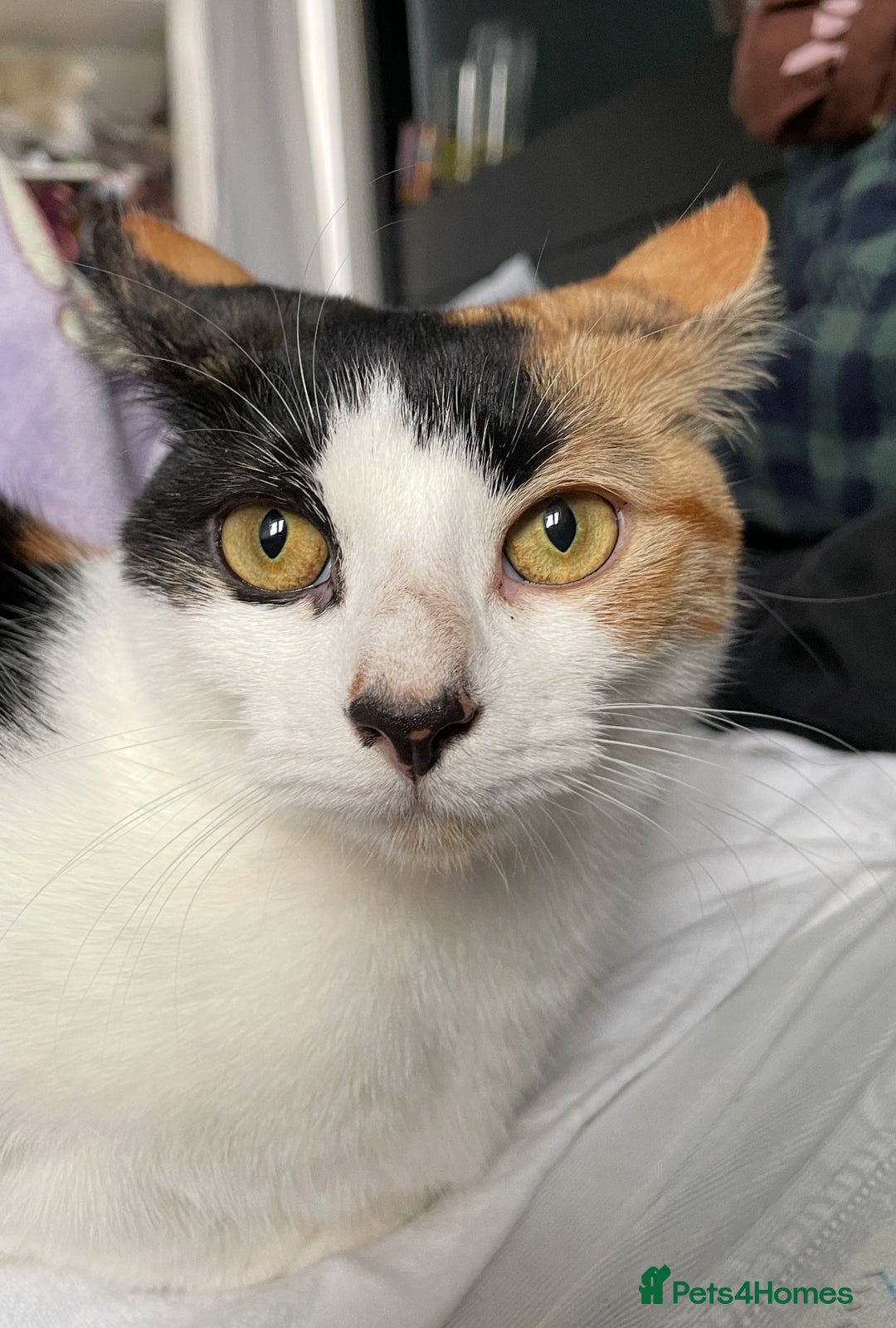 Domestic Shorthair cats for sale: Family cat needs a new home - Advert 11