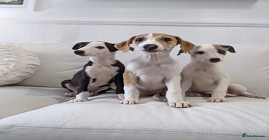 Whippet dogs - Advert 7