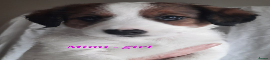 Jack Russell Puppy 6 - Mimi girl