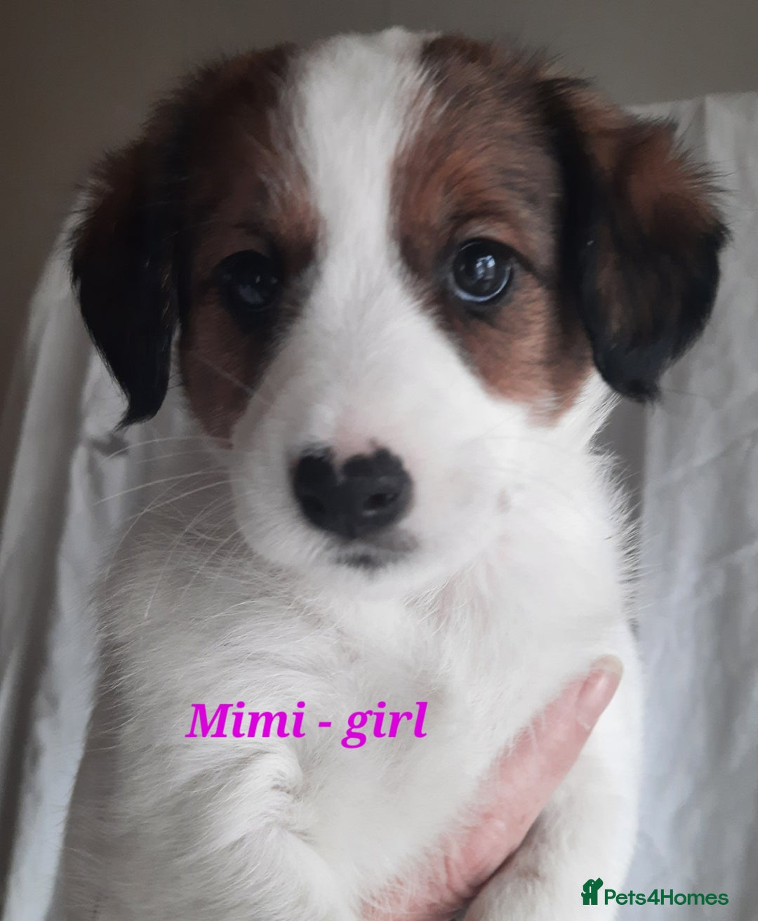 Jack Russell dogs for sale: Beautiful Jack Russel puppies - Image 12