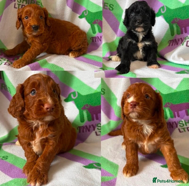 Cockapoo dogs F1 mini Cockapoo’s various colours 30 dna clear  - Advert 1
