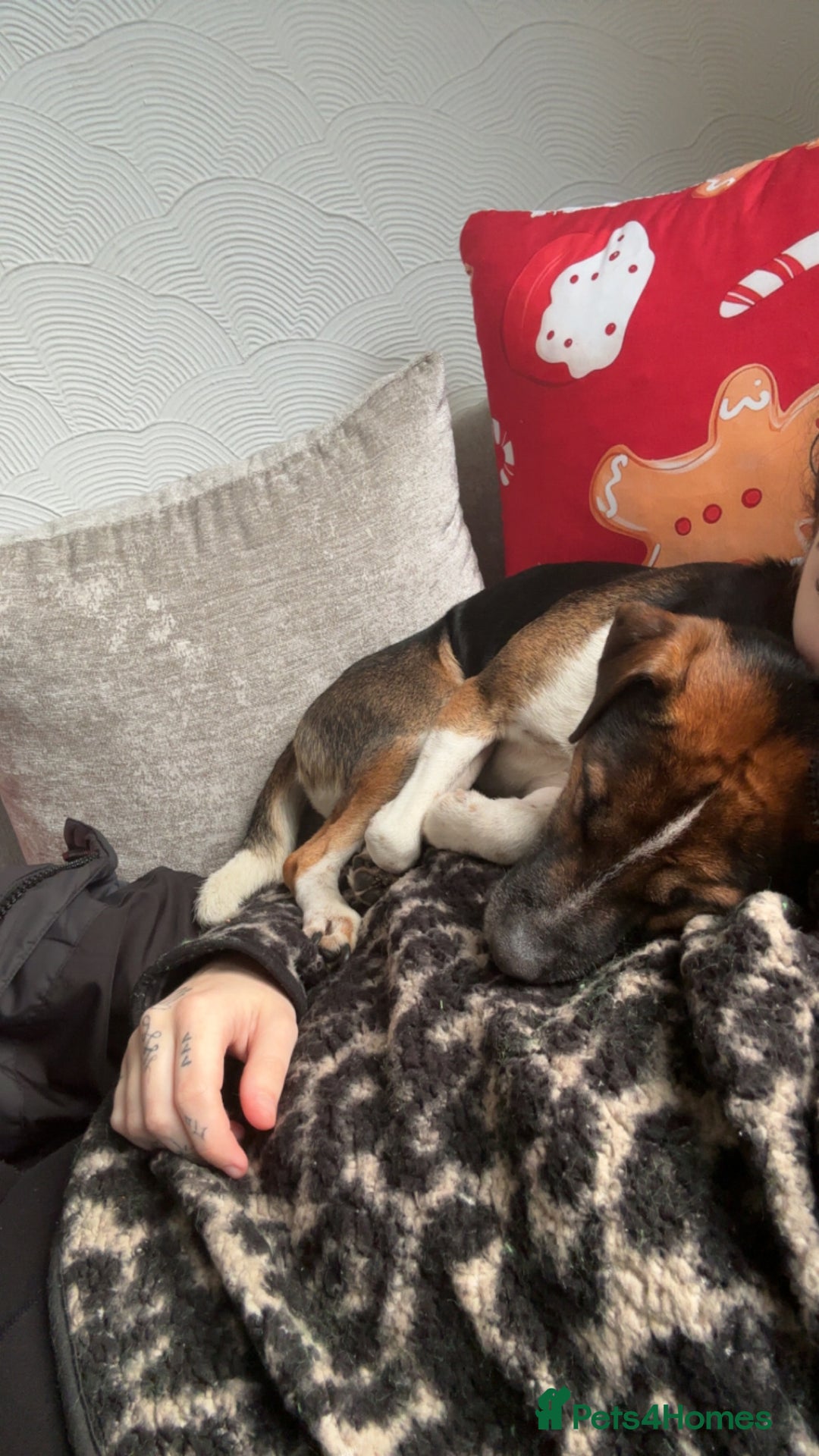 Mixed Breed dogs for sale: 5 year old Bertie the Plummer terrier  - Advert 3