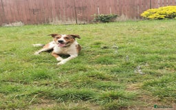 Border Collie dogs for sale: Border Collie X - Image 3