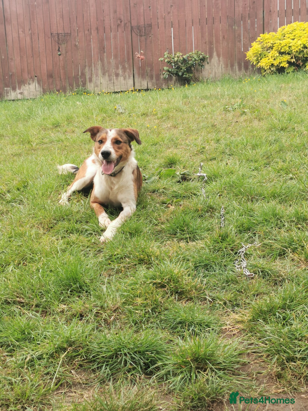 Border Collie dogs for sale: Border Collie X - Image 3